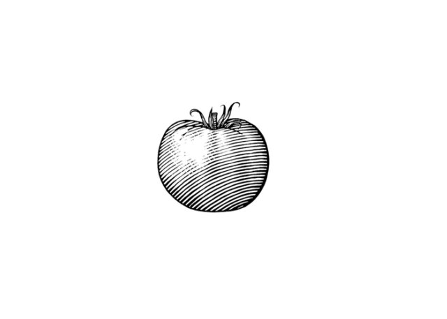 tomato woodcut